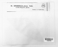 Sphaerella glauca image